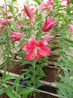 [5184 Carbonero VWS No01.JPG]